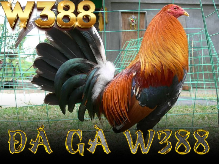 đá gà W388